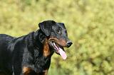 BEAUCERON 965